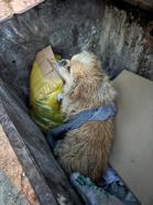 Ayaklarını bağladığı köpeği çöp konteynerine attı; o anlar kamerada