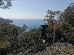 Fethiye'de Akdeniz kabuk böceğiyle yoğun mücadele