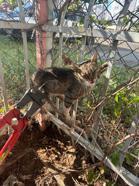 Bahçe demirine sıkışan kedi kurtarıldı