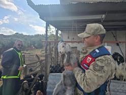 Kilis’te, kayıp hayvanlar bulundu