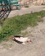 Elektrik Akımına Kapılan Leylek Öldü