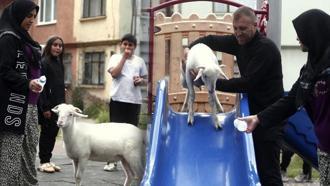 Tuvalet eğitimi aldı, parkta kaydıraktan kayarak eğleniyor! Maviş'in inanılmaz hikayesi
