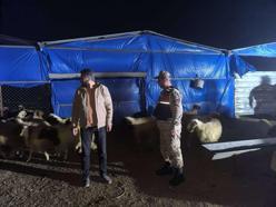 Kilis'te 25 Küçükbaş Hayvan Bulundu