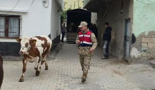 Şanlıurfa’da çalınan 26 hayvan bulundu