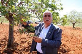 Antep fıstığında zirai don kaybı büyük