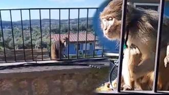 Muğla'da kaçak maymun paniği! Ekipler alarma geçti