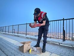 Kilis'te yol kenarında bulunan kartal yavruları koruma altına alındı