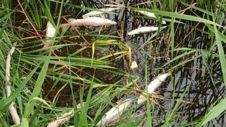 Kayseri'de sulama kanalında toplu balık ölümleri