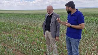 Tarlasını ekmek için 500 bin lira harcadı! Geri geldi, gözlerine inanamadı: Milli bir servet