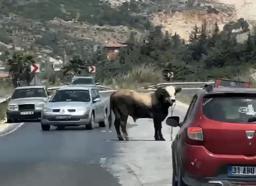 Kaçan kurbanlık boğa kara yoluna çıktı