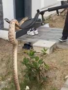 Bodrum'da Evin Duvar Boşluğundaki Yılan Yakalandı