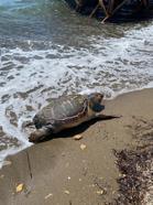 Çanakkale'de Caretta Caretta Sahile Vurdu