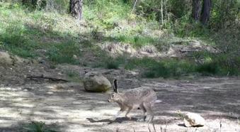 Yaban hayvanları fotokapanlara yansıdı