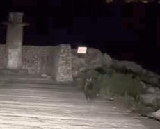 Yavru bozayı bu kez limanda görüntülendi