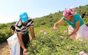 Isparta’da 'gül hasadı' turizmi
