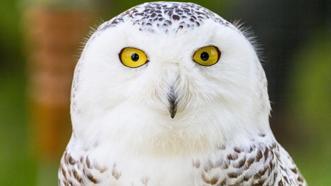 Kar baykuşları hakkında 9 şaşırtıcı gerçek