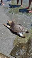 Alanya'da sahilde ölü caretta caretta bulundu