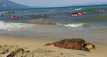 Kuşadası'nda ölü deniz kaplumbağası kıyıya vurdu