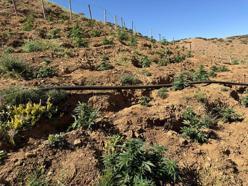Bingöl’de 17 bin 245 kök kenevir ve skunk ele geçirildi