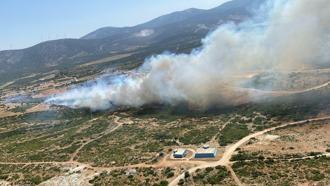 Aydın’da maki yangını