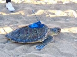 Uydu takip cihazı takılan 'Soli', Akdeniz'in sularına bırakıldı