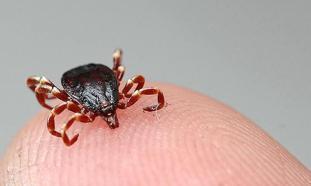 Kene haberleri 🕷 İstanbul'da kene var mı? İstanbul'daki keneler zararlı mı, zararsız mı?