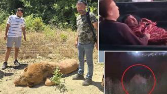 Antalya'da aslan saldırısı! Kafesinden kaçtı, bir kişiyi ağır yaraladı