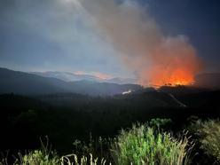 AFAD Başkanı Pehlivan, Yayladağı sınırında yanan alanı inceledi