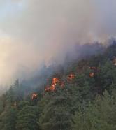 Denizli'de orman yangını