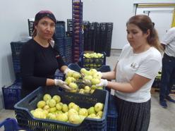 Mut beyazı incir, tanesi 20 TL'den ihraç ediliyor