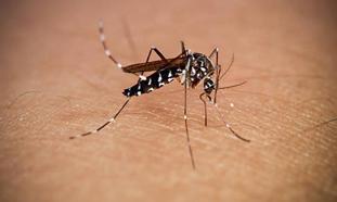 Chikungunya virüsü nedir, öldürür mü? Sivrisinek virüsü Chikungunya belirtileri nelerdir, tedavisi var mı?