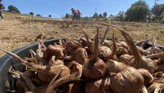 Kilosu 450 bin TL'den satılan safran toprakla buluştu