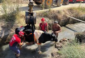 Sulama kanalına düşen inek kurtarıldı