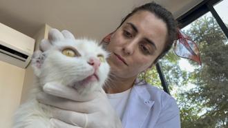 Kulakları kesilmiş olarak bulunan kedi 'Sütlaç'a, tedavisinin ardından yuva aranıyor
