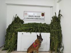 Bingöl’de 91 kilo 250 gram esrar ele geçirildi