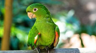 Yeşil papağanlar neden birbirlerinin yuvasındaki yavrulara saldırır?