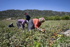Mersin’de üreticiye yüzde 70’i hibeli domates fidesi desteği