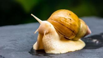 İnsan gözünü yenilemenin çaresi salyangozda mı saklı?