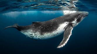 Her zaman yarı uyanıklar! Balinalar suyun altında nasıl uyuyor?