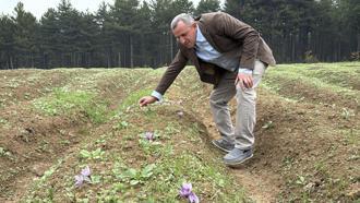 Dünyanın en pahalı baharatı safranın hasadı başladı