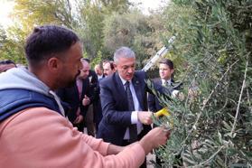 Vali Akkoyun Derik’te zeytin hasadına katıldı