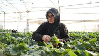 Topraksız tarım yöntemiyle çilek üretimi kadın emeğiyle büyüyor