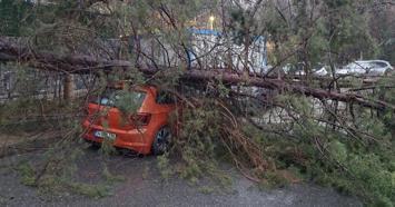 İstanbul-Kadıköy’de ağaç otomobilin üzerine devrildi