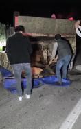 Devrilen kamyonetin kasasındaki eşekler yaralandı