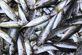 Rize'de istavritin kilogramı 200 liradan satılıyor