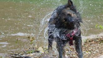 Islak köpekler neden silkinir?