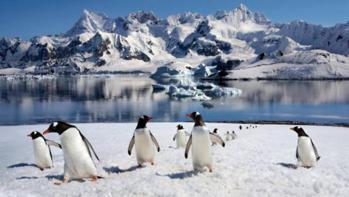 Kutupların sembolü penguenler ilk zamanlarda nerede yaşıyordu