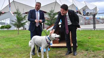 Trabzonspor, Fenerbahçe maçından önce sahaya giren köpeği sahiplendi