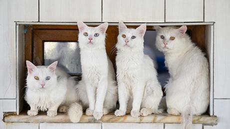 Van'daki Kedi Villası yaklaşık 80 bin ziyaretçi ağırladı