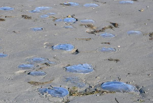 Tekirdağ'da deniz 25 metre çekildi